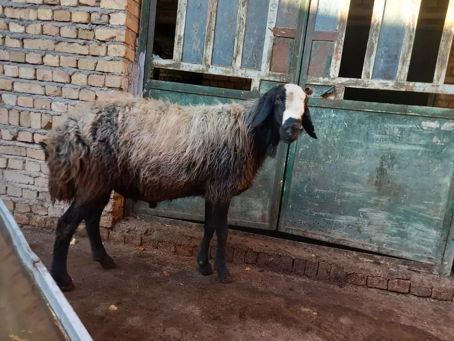 قوچ اصل شال|حیوانات مزرعه|ضیاء آباد, |دیوار