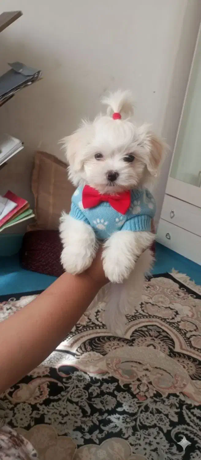 مالتیز|سگ|کرمانشاه, |دیوار