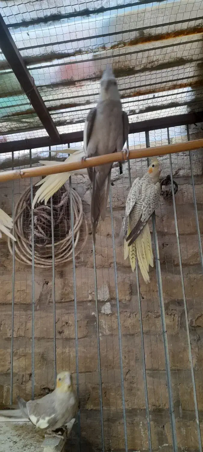 جوجه عروس|پرنده|سمنان, |دیوار