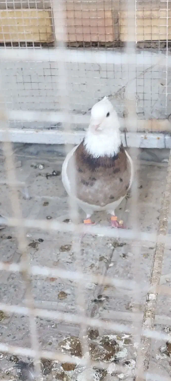 کبوتر طوقی|پرنده|شاهین‌شهر, عطار|دیوار