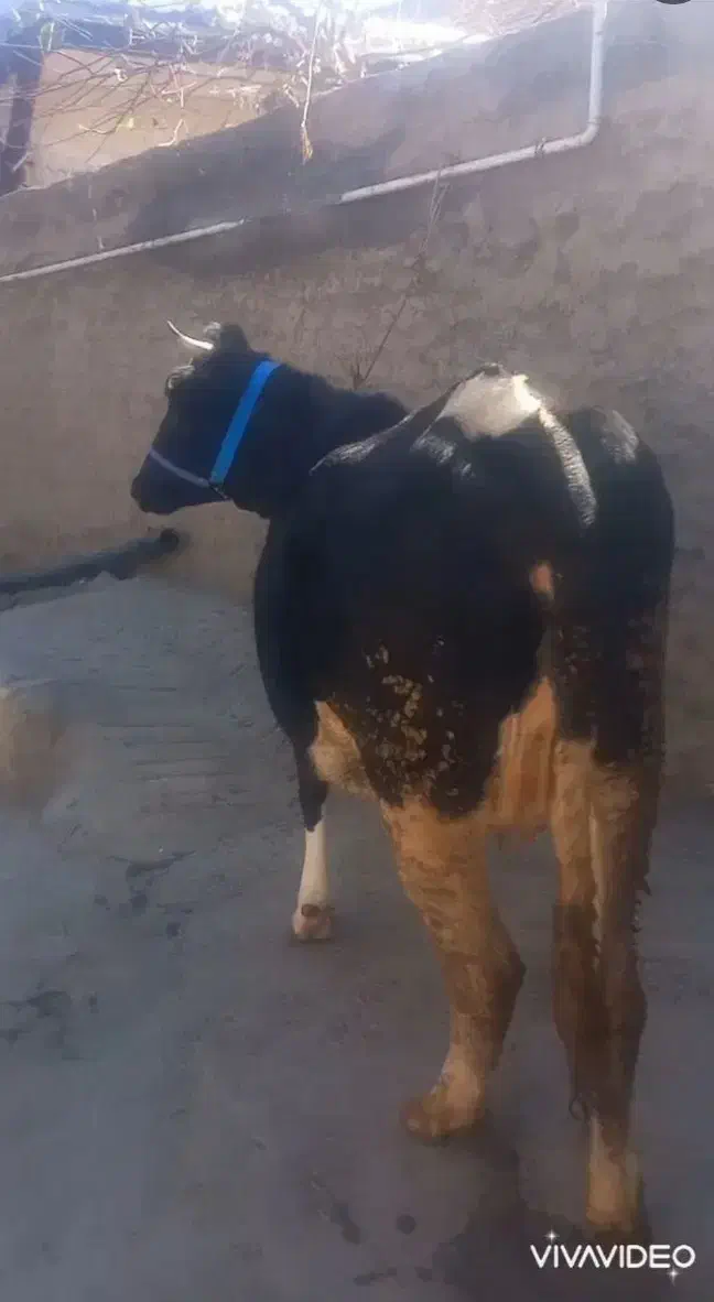 تلیسه شکم اول ۷ ماه آبستن|حیوانات مزرعه|فرمهین, |دیوار