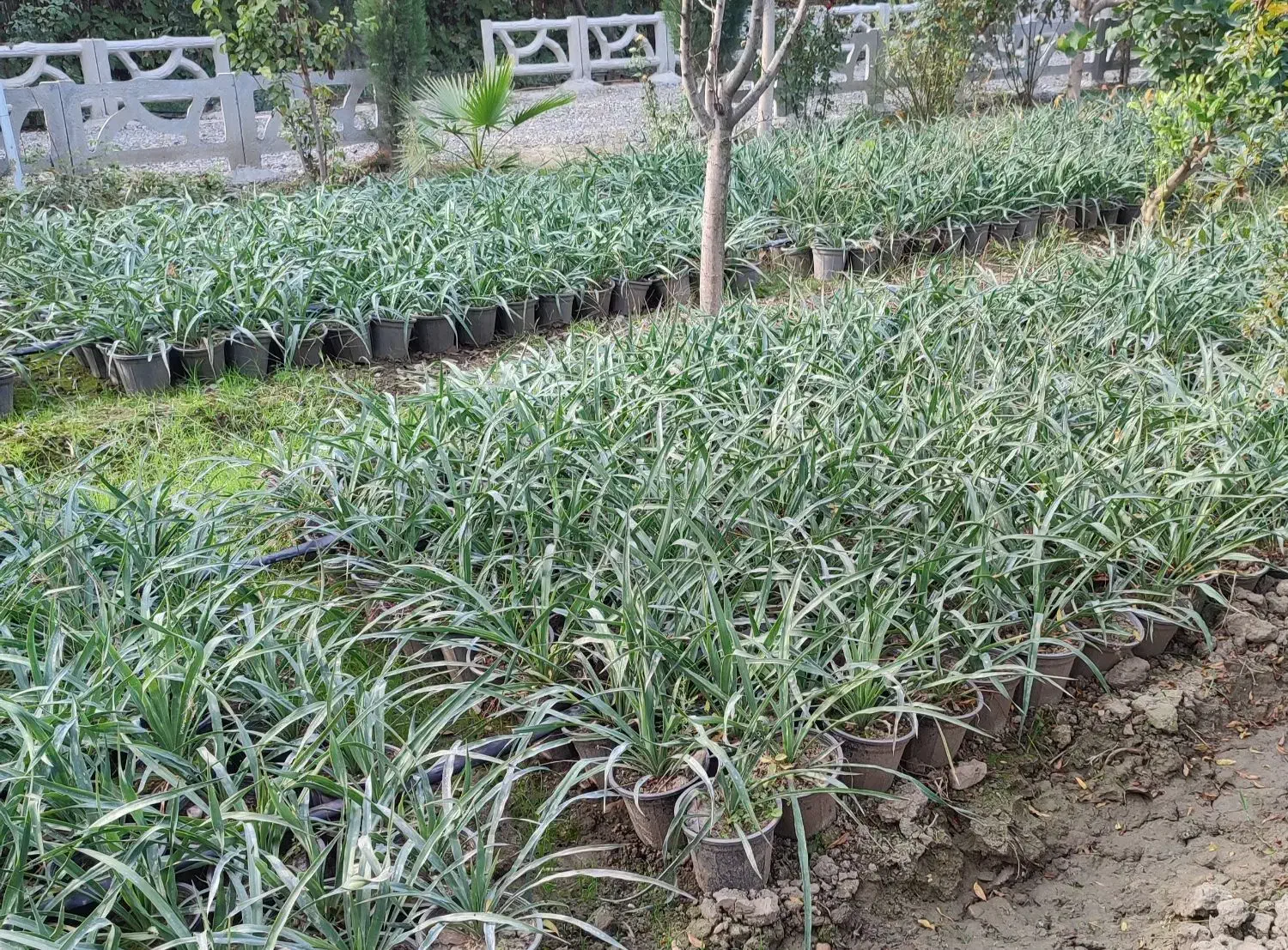 یوکا سه و نیم|گل و گیاه طبیعی|گرگان, |دیوار