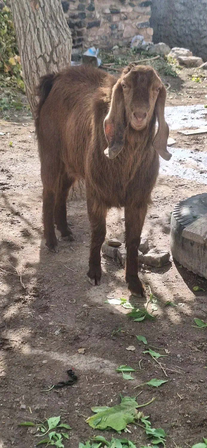 بزغاله|حیوانات مزرعه|سبزوار, قصبه غربی|دیوار