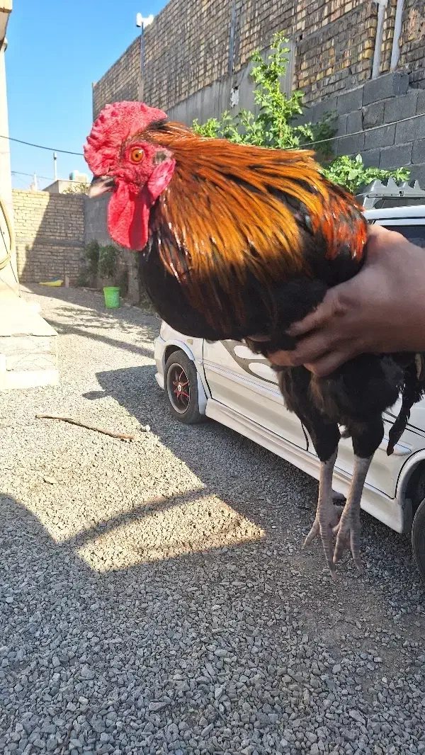 یک خروس جوان ودو مرغ تخم گذار|حیوانات مزرعه|قم, پردیسان|دیوار