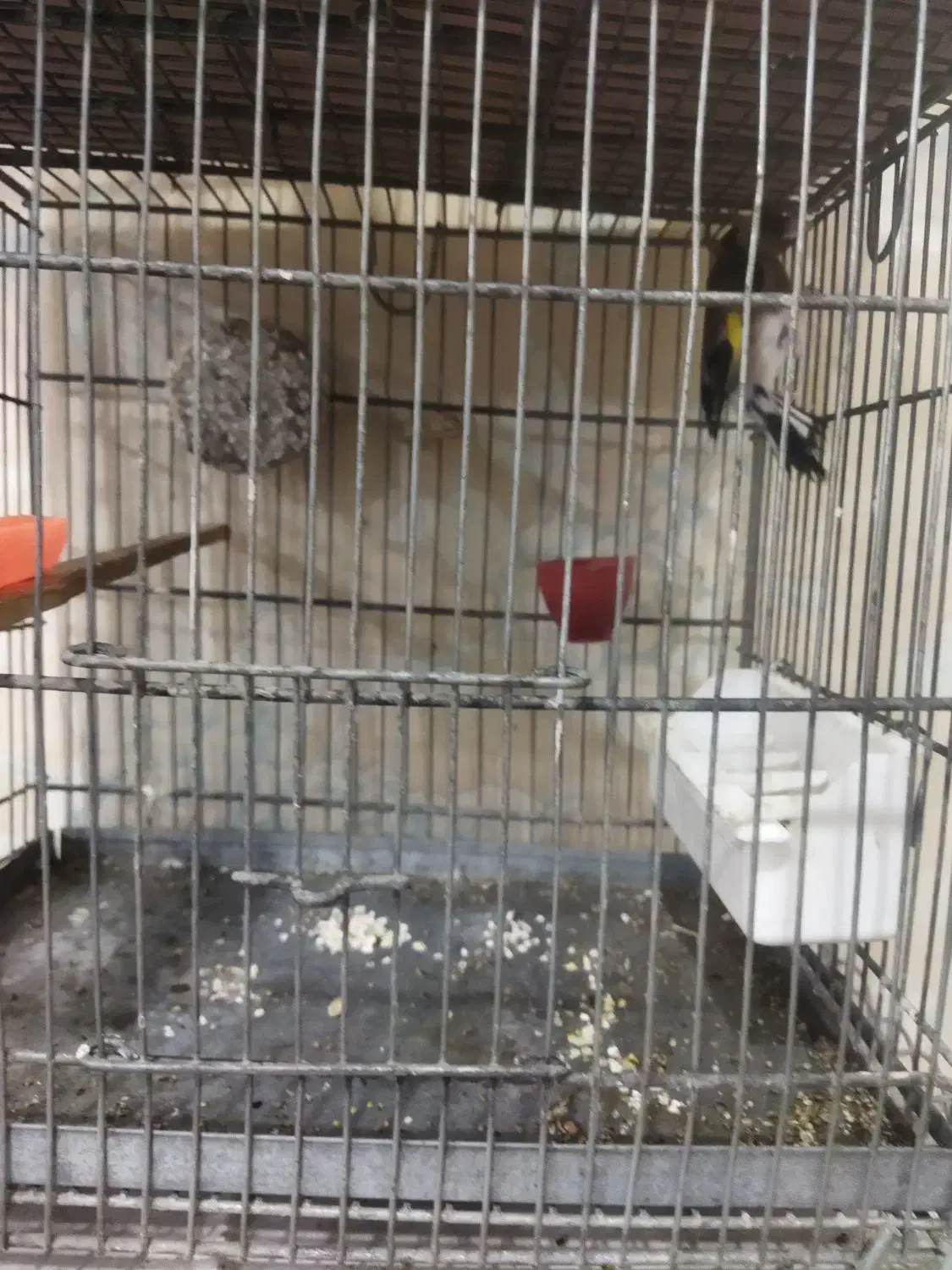 سره و عروس هلندی|پرنده|گلستان (تهران), |دیوار