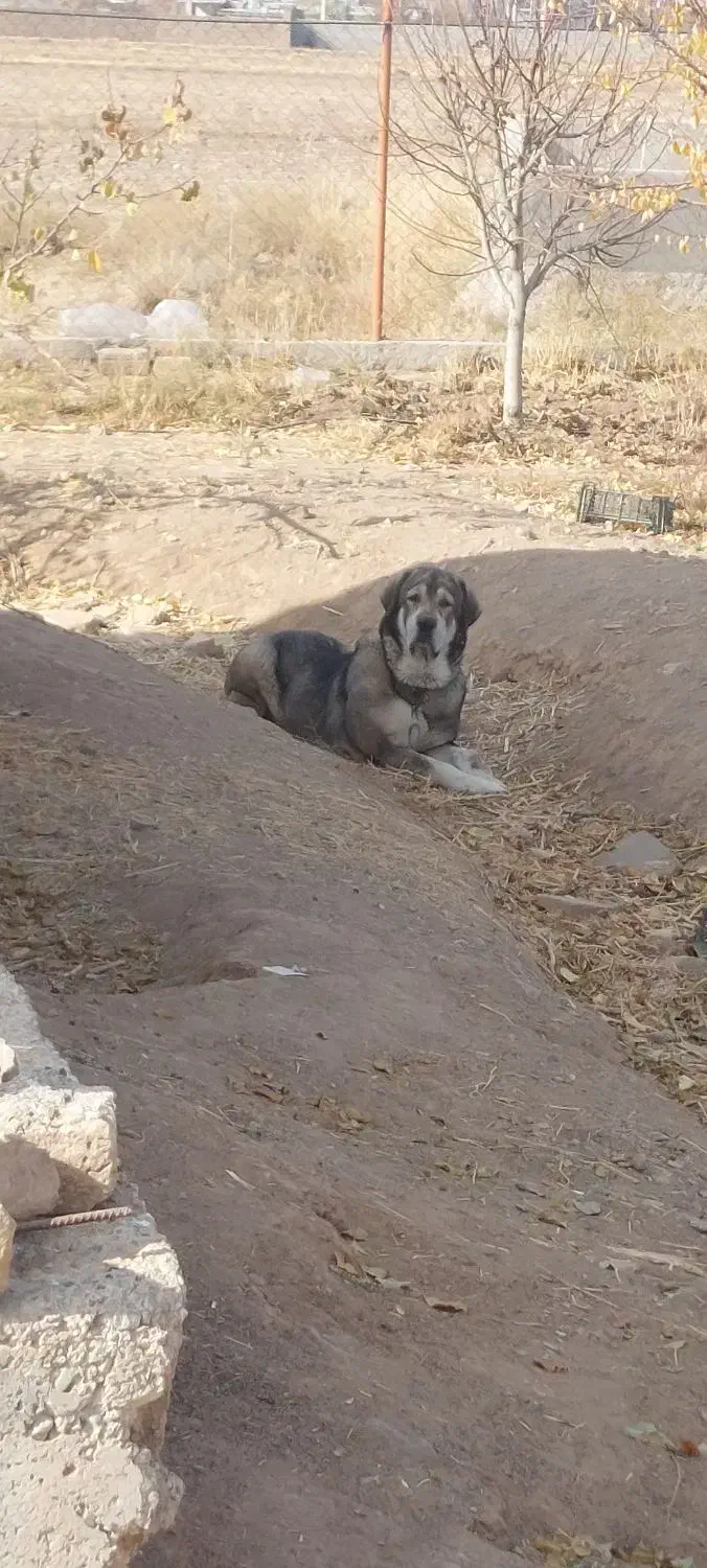 پژدر اصیل|سگ|محمدیه-قزوین, |دیوار