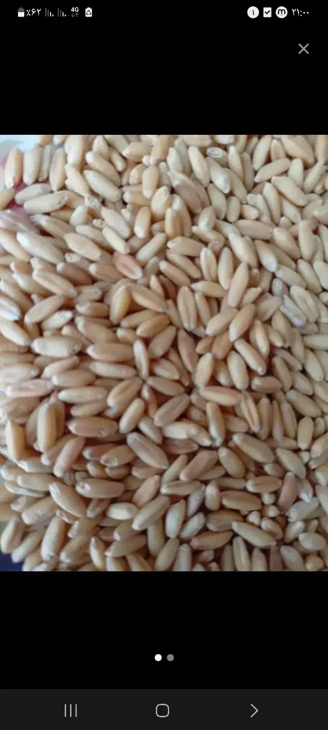 گندم دیم|عمده‌فروشی|بروجرد, |دیوار