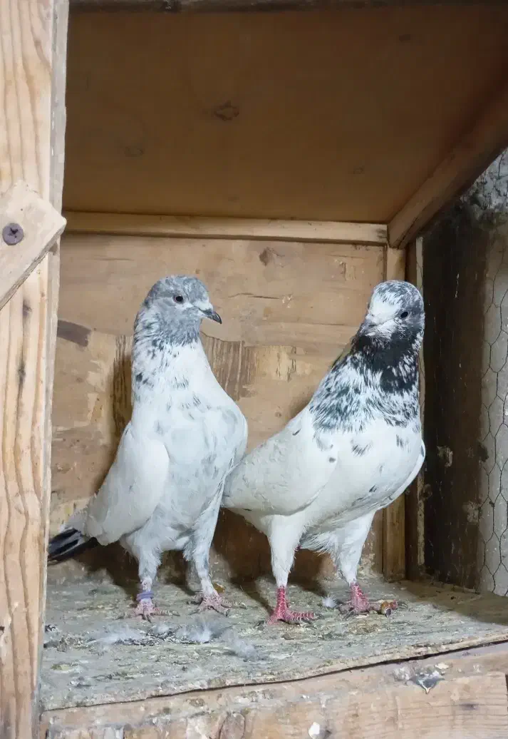 کبوتر پرشی غریب|پرنده|کوهدشت, |دیوار