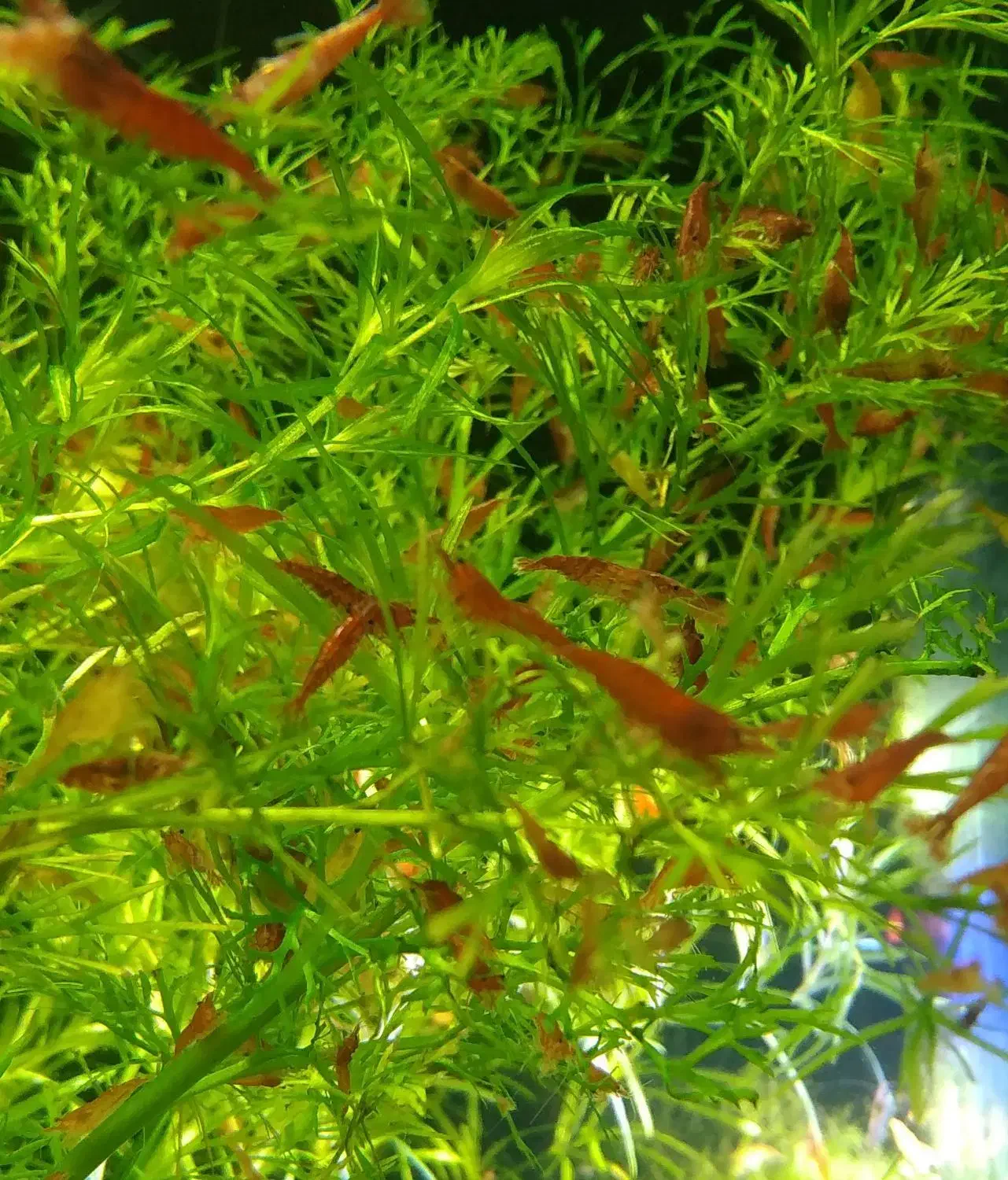 شریمپ ردفایر|ماهی|بندرعباس, |دیوار