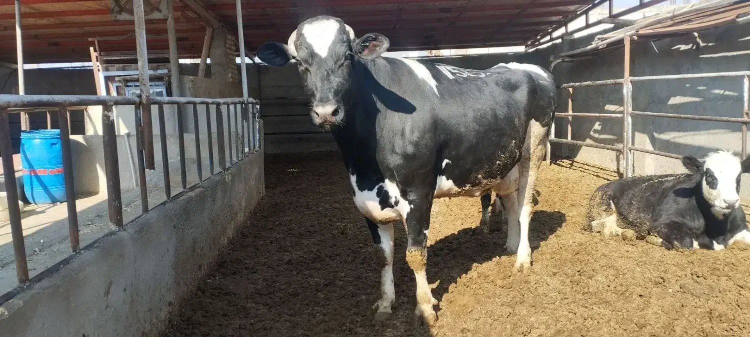 گاو چاق گوشتی درجه یک|حیوانات مزرعه|وحیدیه, |دیوار