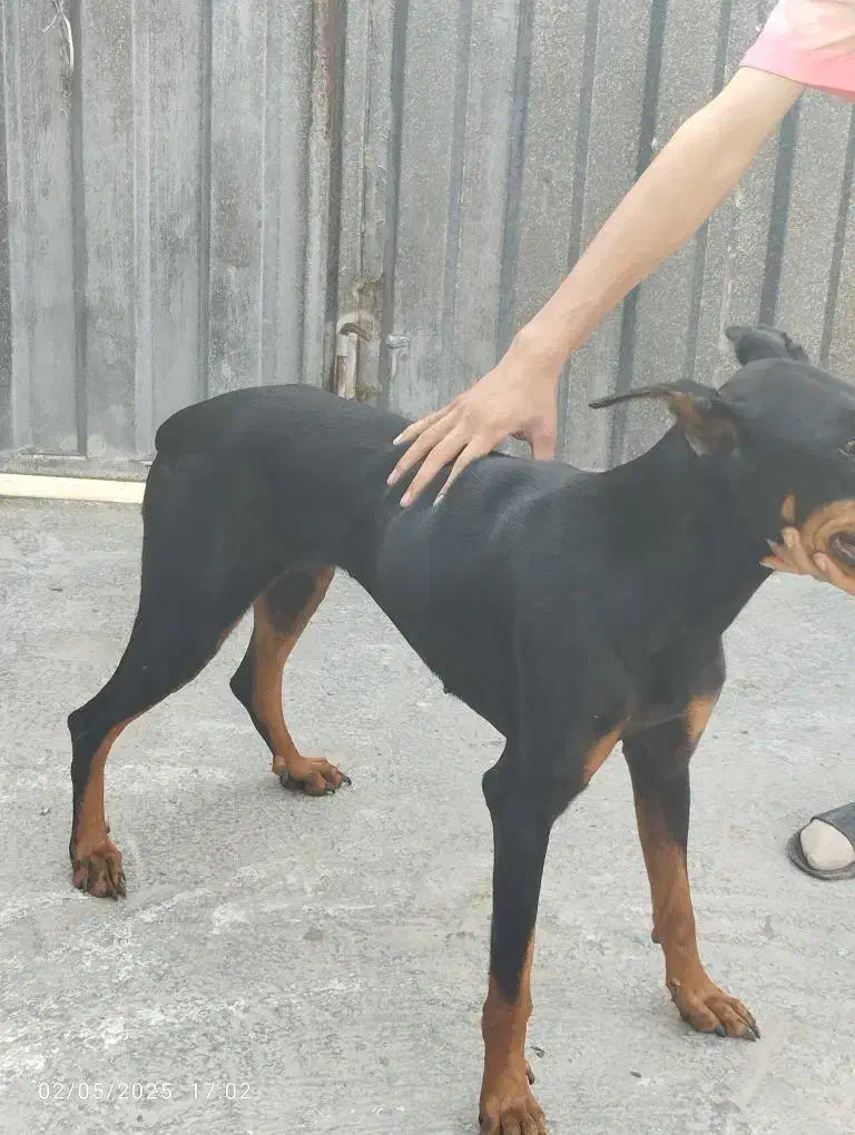 دوبرمن ماده اوکراینی اصیل.معاوضعه|سگ|آستانه سرا, |دیوار