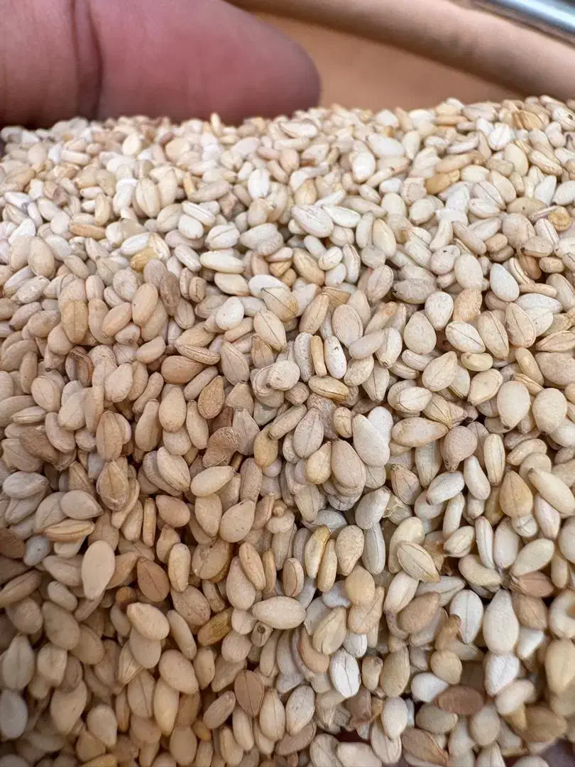 کنجد طلایی تمیز|عمدهفروشی|آمل, |دیوار