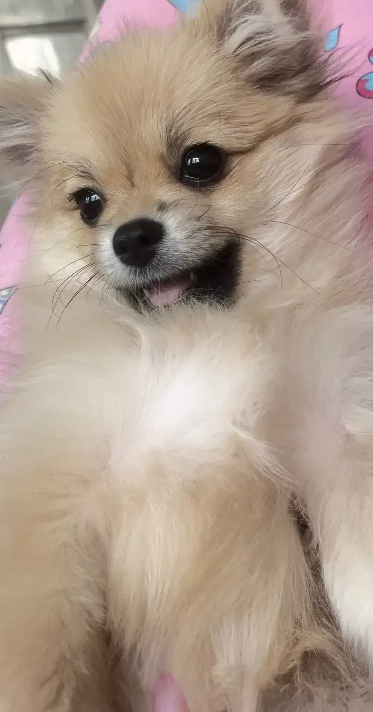 توله پامر ۷ ماهه|سگ|مشهد, سجاد شهر|دیوار