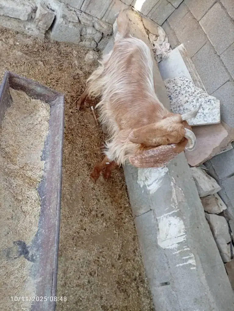 سه عدد بز|حیوانات مزرعه|مسجد سلیمان, |دیوار