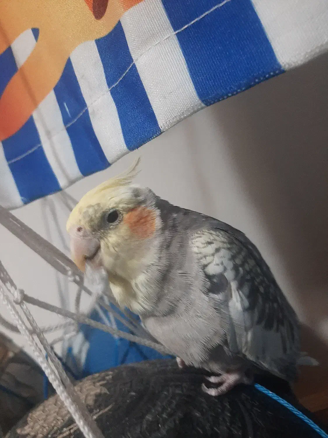 طوطی عروس هلندی|پرنده|تهران, حشمتیه|دیوار