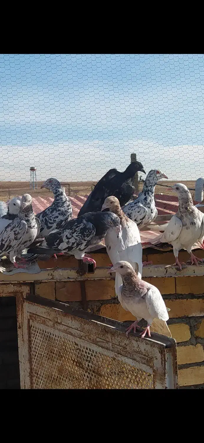 دسته ۲۶تایی کفتر رنگی|پرنده|ضیاء آباد, |دیوار