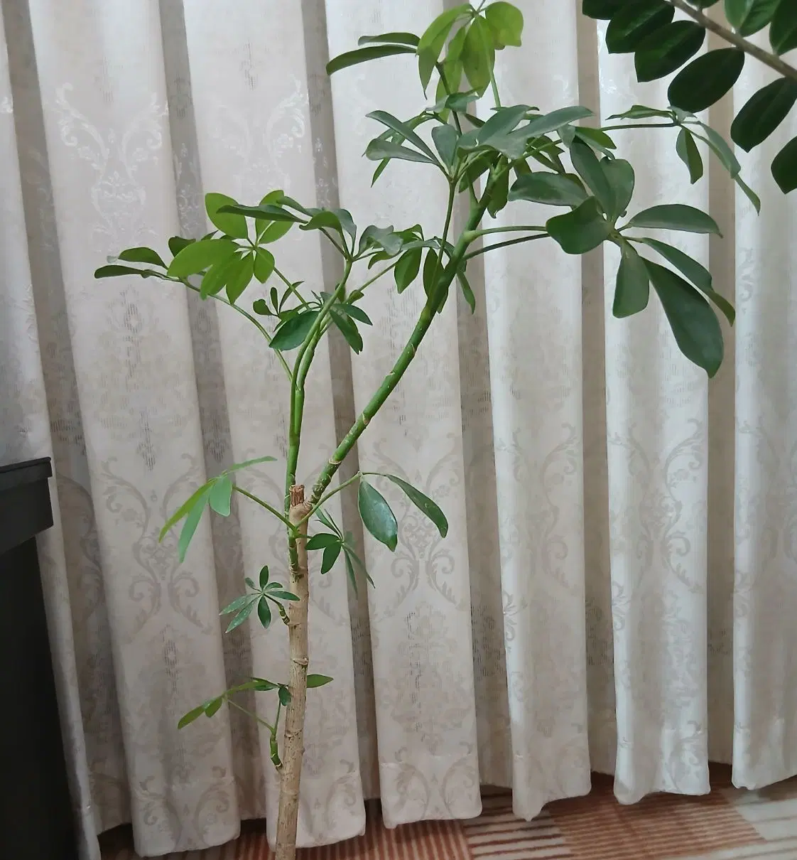 پرده|پرده، رانر، رومیزی|تربت‌حیدریه, مظفریه|دیوار