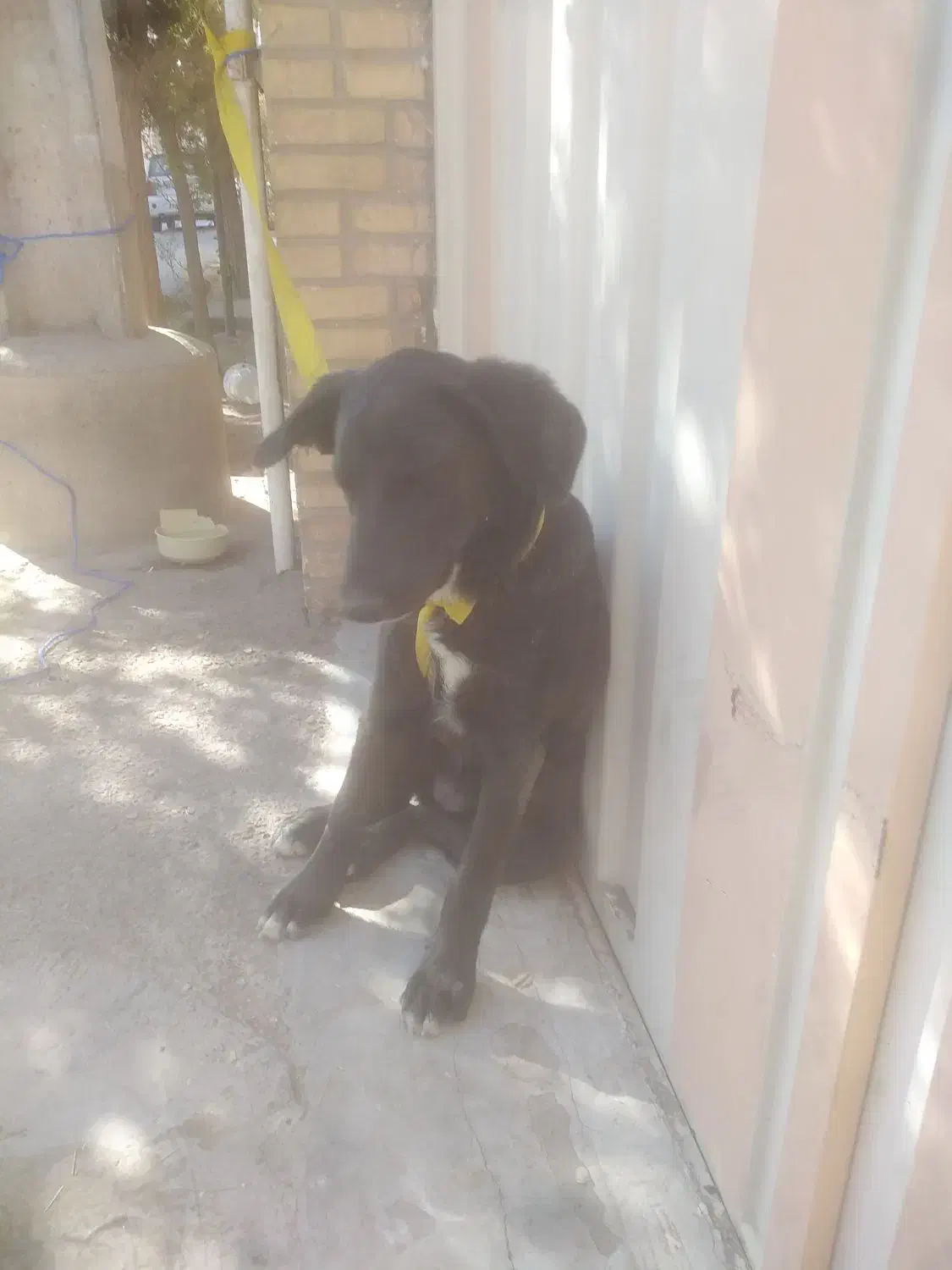 سگ بازیگوش|سگ|یزد, |دیوار