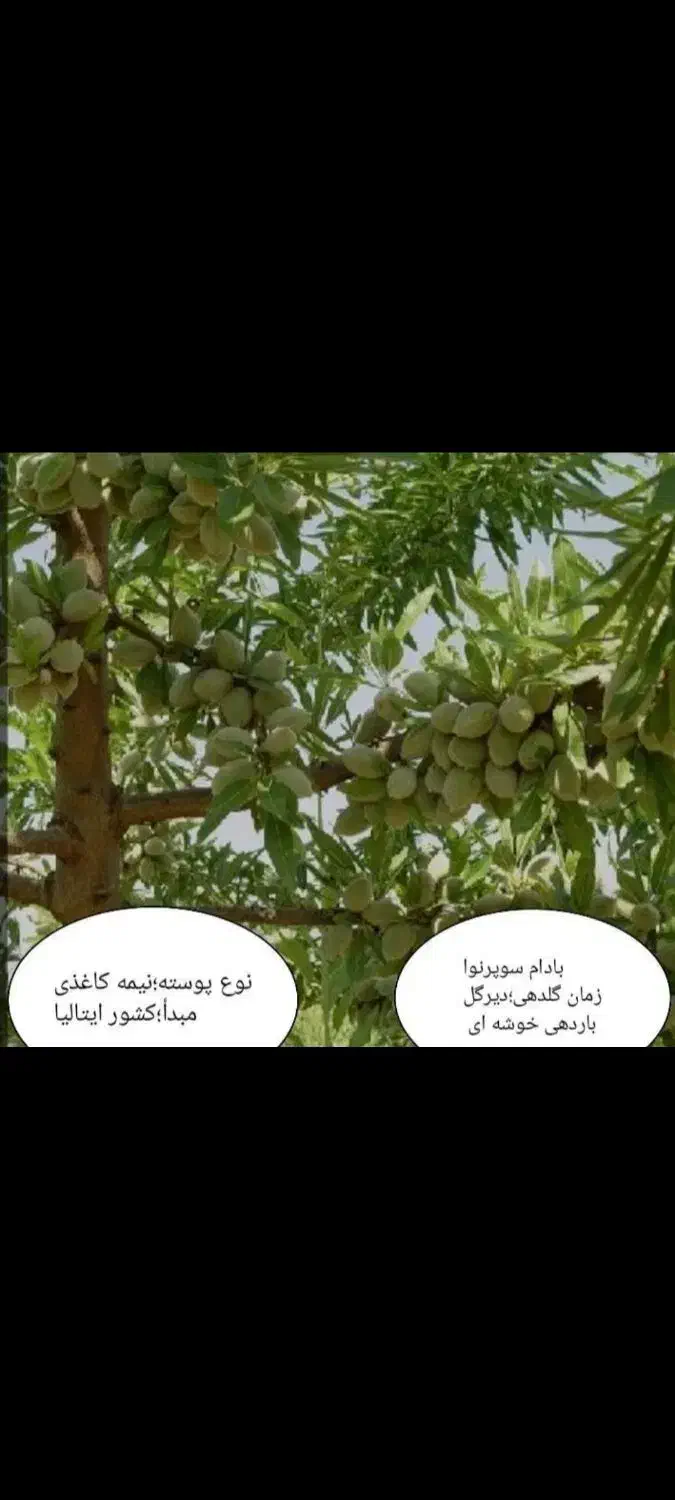 نهال شناسه دار نهالستان محسن|خدمات باغبانی و درختکاری|تیران, |دیوار