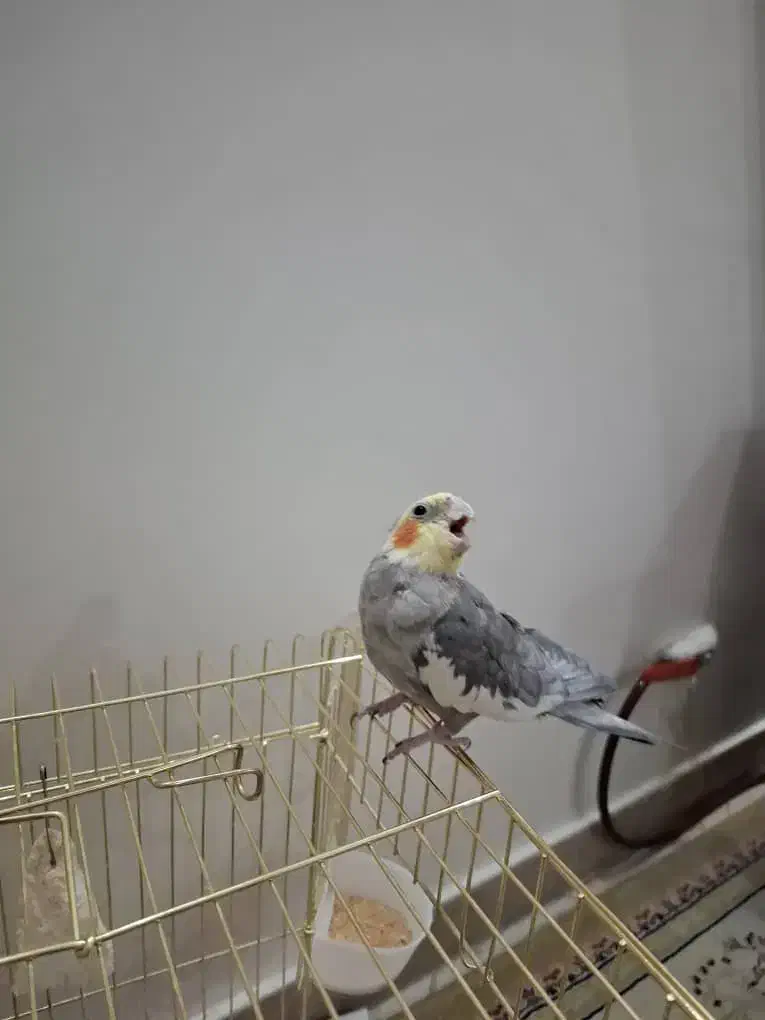 عروس هلندی نر مست|پرنده|تهران, کرمان|دیوار