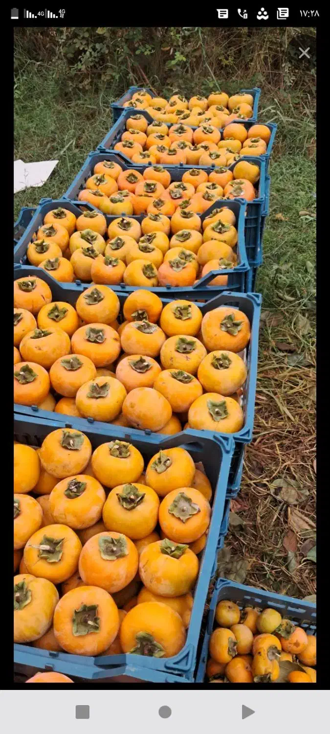 خریدار خرمالو حداقل ۵۰۰ کیلو ساری قائمشهر بابل آمل|خدمات باغبانی و درختکاری|قائمشهر, |دیوار