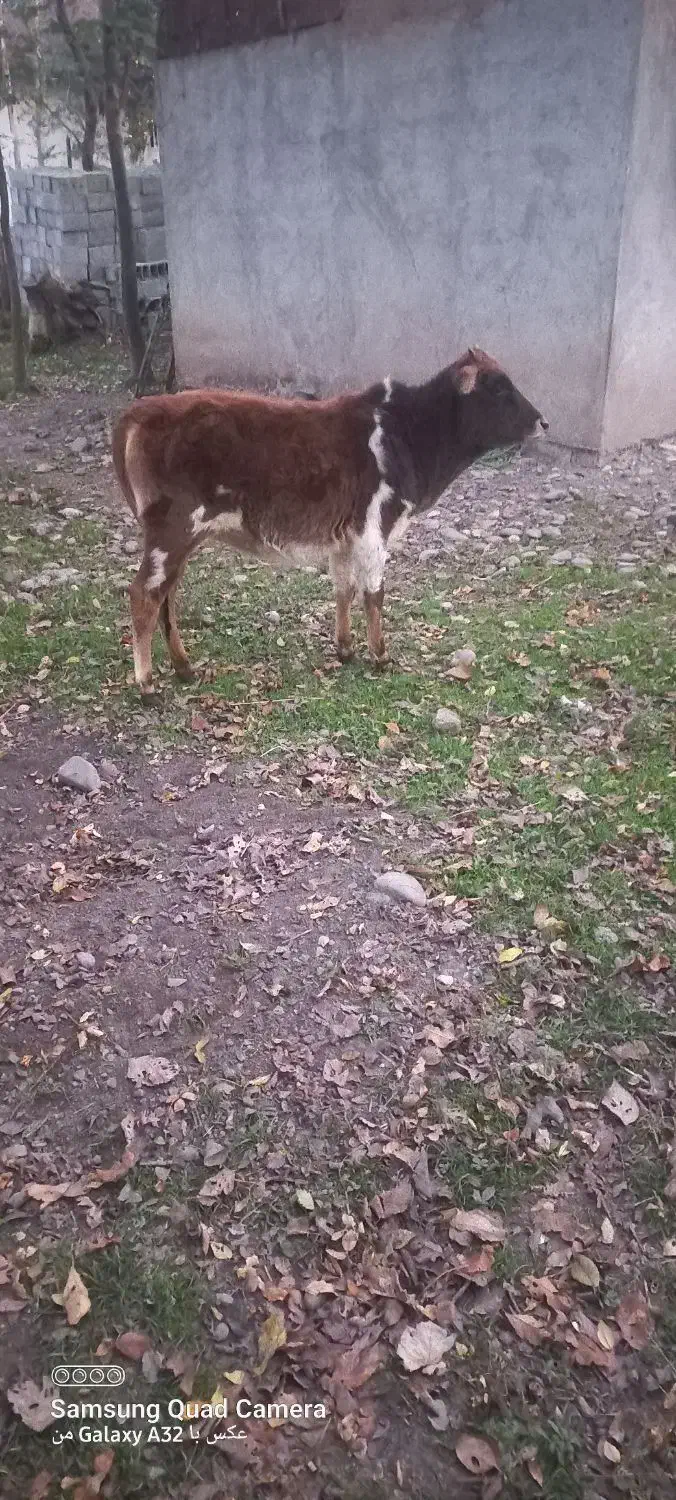 گوساله ‌ماده‌یک‌ساله|حیوانات مزرعه|سنگر, |دیوار