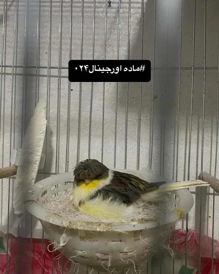 تعدادی گلستر اورجینال و رسمی بلند|پرنده|اندیشه, شهرک کوثر|دیوار