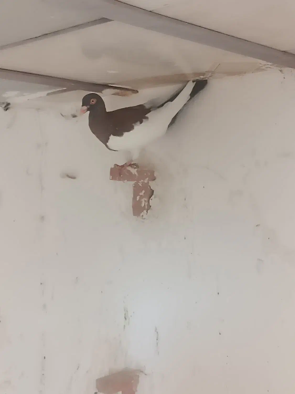 دوتا نر|پرنده|زرند, |دیوار