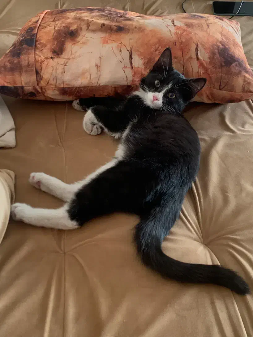 واگذاری|گربه|کرج, اتحاد|دیوار