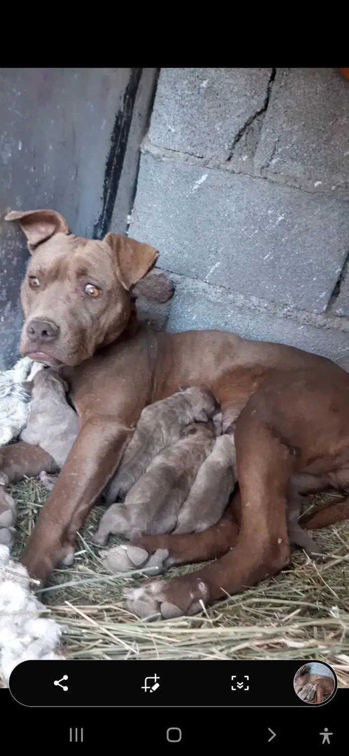 سه عدد توله ماده پیتبول امریکن نژاد دار|سگ|خلخال, |دیوار