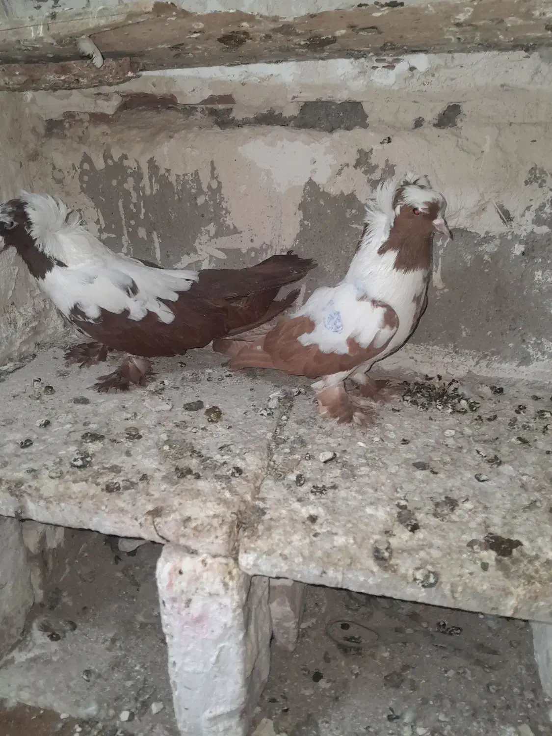 یه جفت قرمزی|پرنده|اردبیل, |دیوار