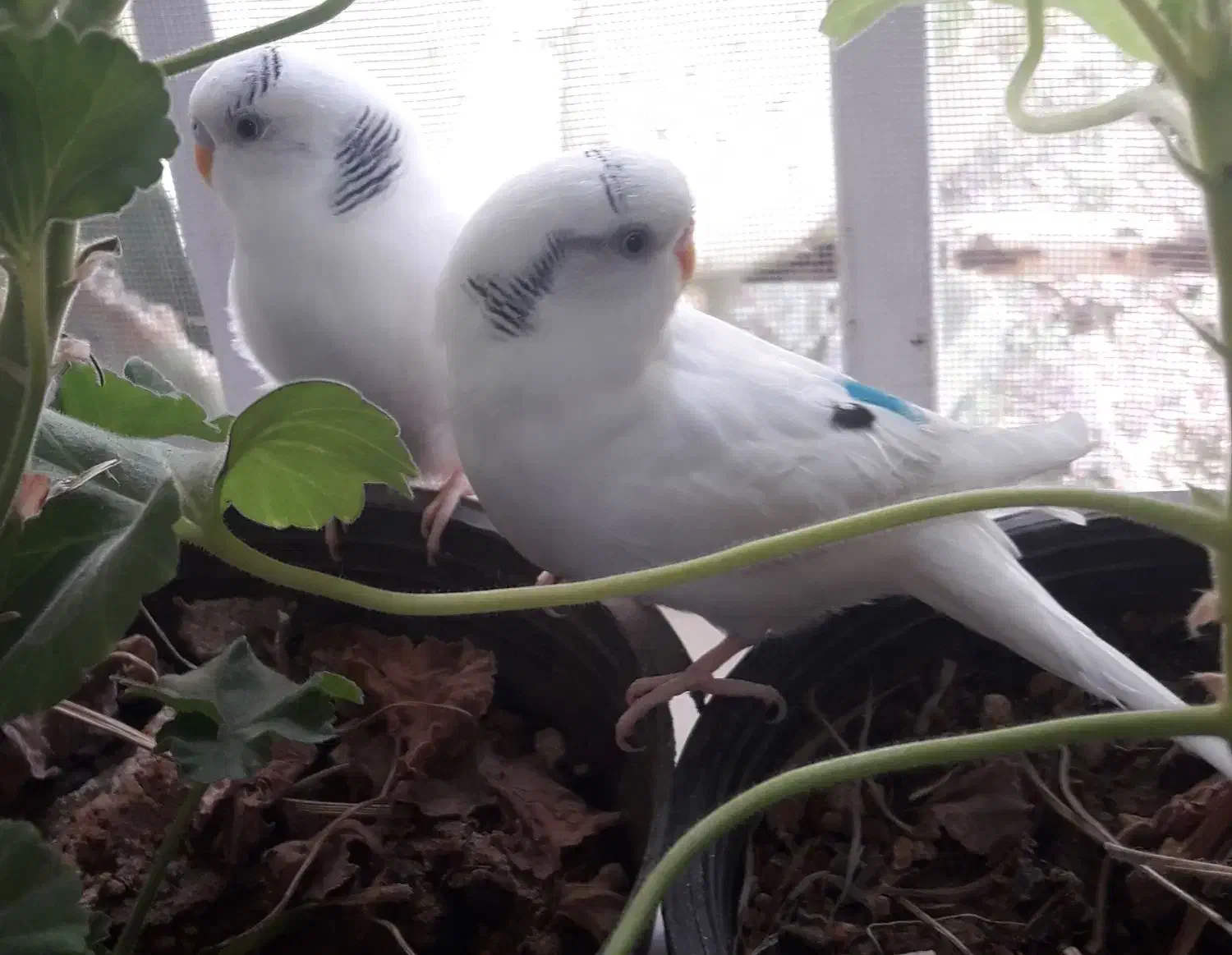 مرغ عشق با وسایل|پرنده|تهران, زیبادشت|دیوار