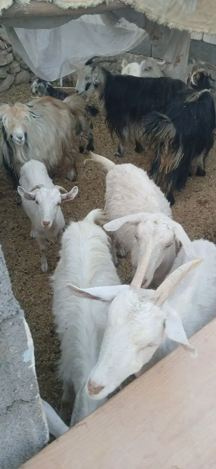 فروش بز محلی و سانن|حیوانات مزرعه|دزپارت, |دیوار