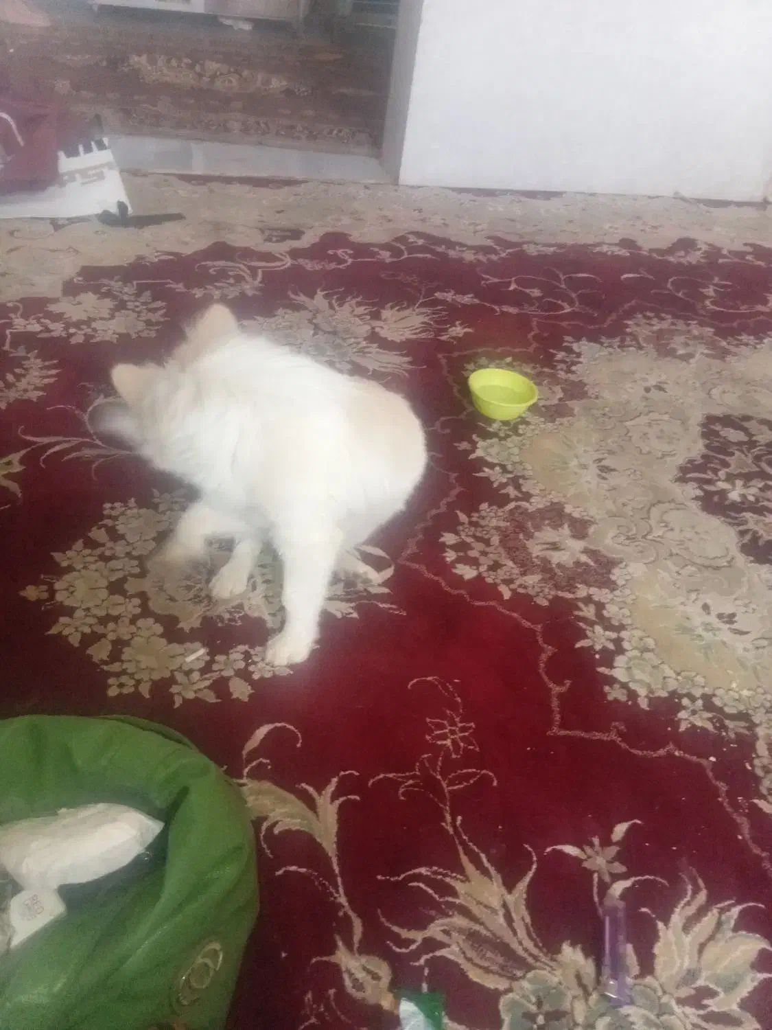 فروش سگ پاکوتاه خونگی3000000|سگ|یزد, |دیوار