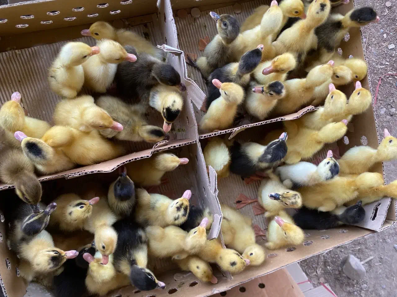 اردک پکنی یک|حیوانات مزرعه|امیدیه, |دیوار