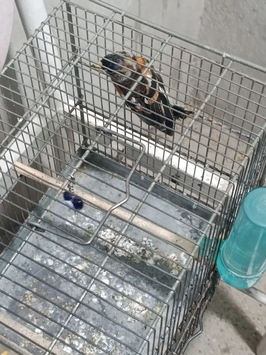 سهره ببری|پرنده|تهران, بیسیم|دیوار