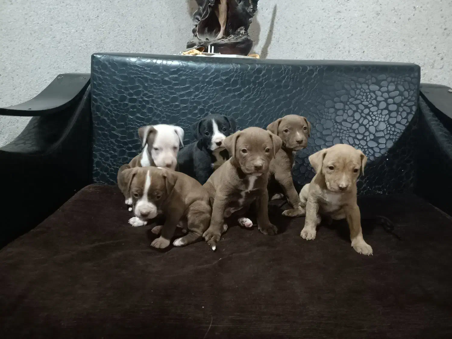 توله پیت بول اصیل|سگ|تهران, خانیآباد|دیوار