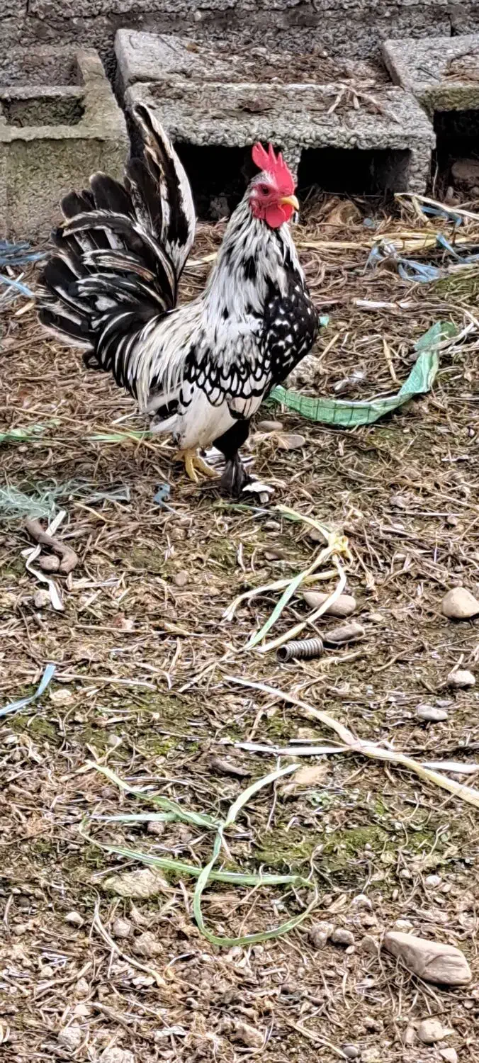 خروس فروشی|حیوانات مزرعه|رشت, بالاکویه|دیوار