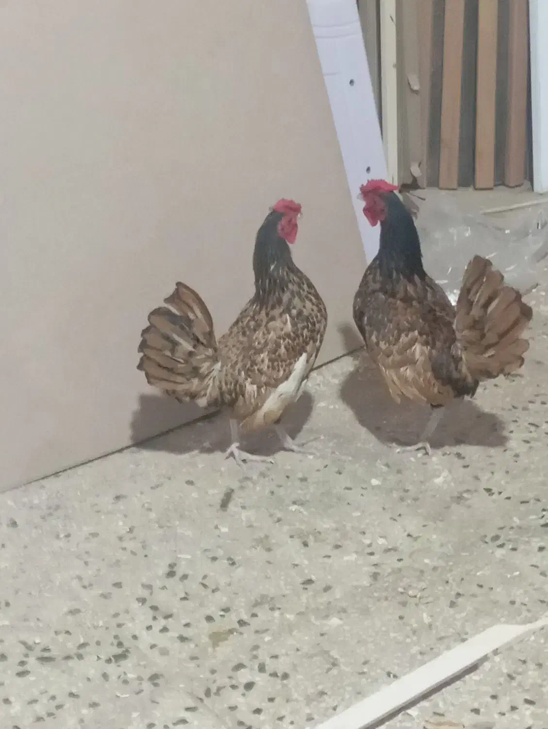 خروس سبرایت|حیوانات مزرعه|پاکدشت, پاکدشت (مامازند)|دیوار