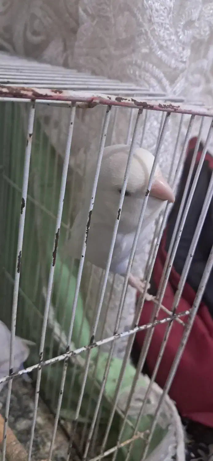 کوتوله|پرنده|مشهد, شهید قربانی|دیوار