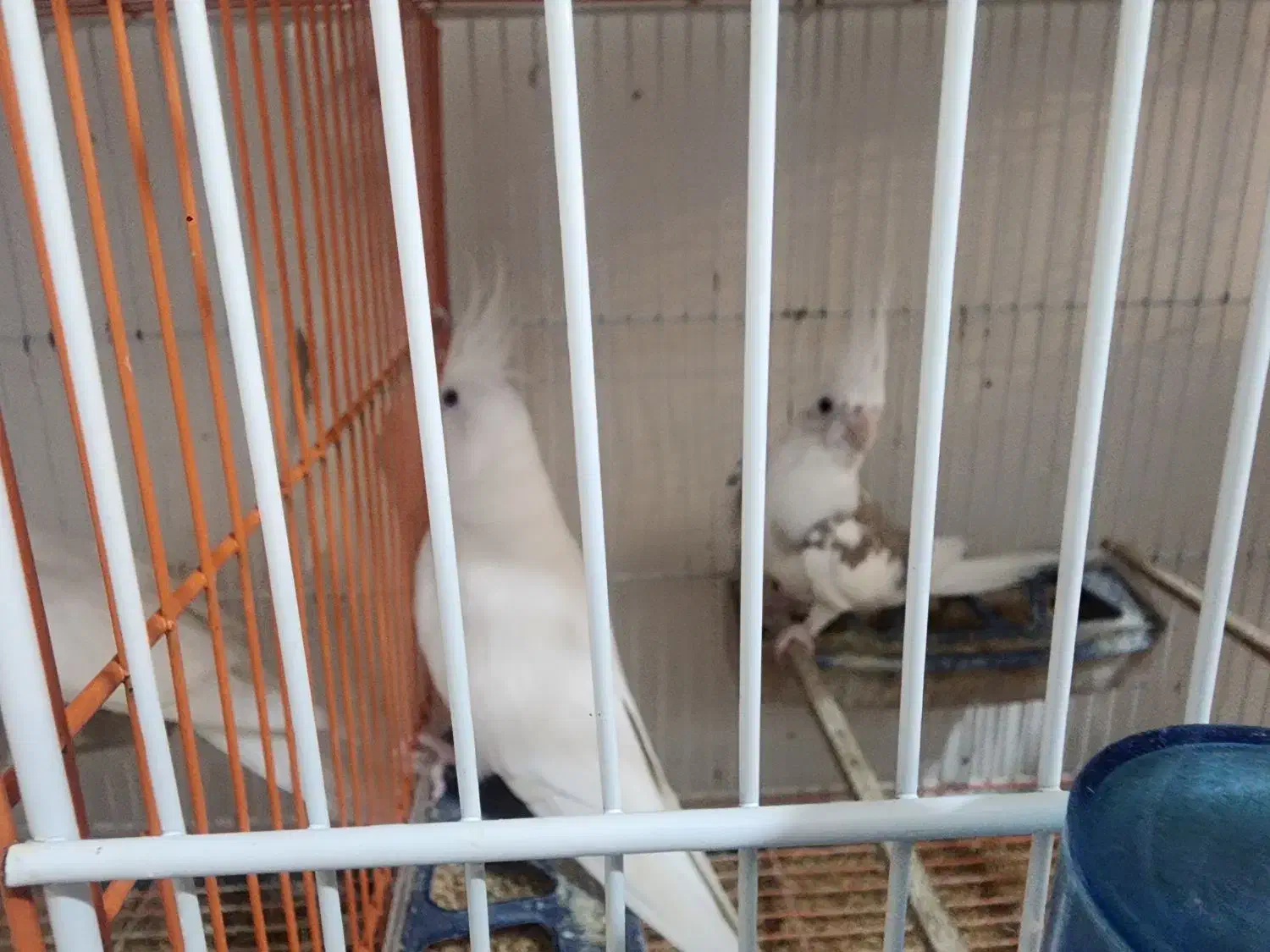 عروس هلندی البینیو|پرنده|گرگان, |دیوار