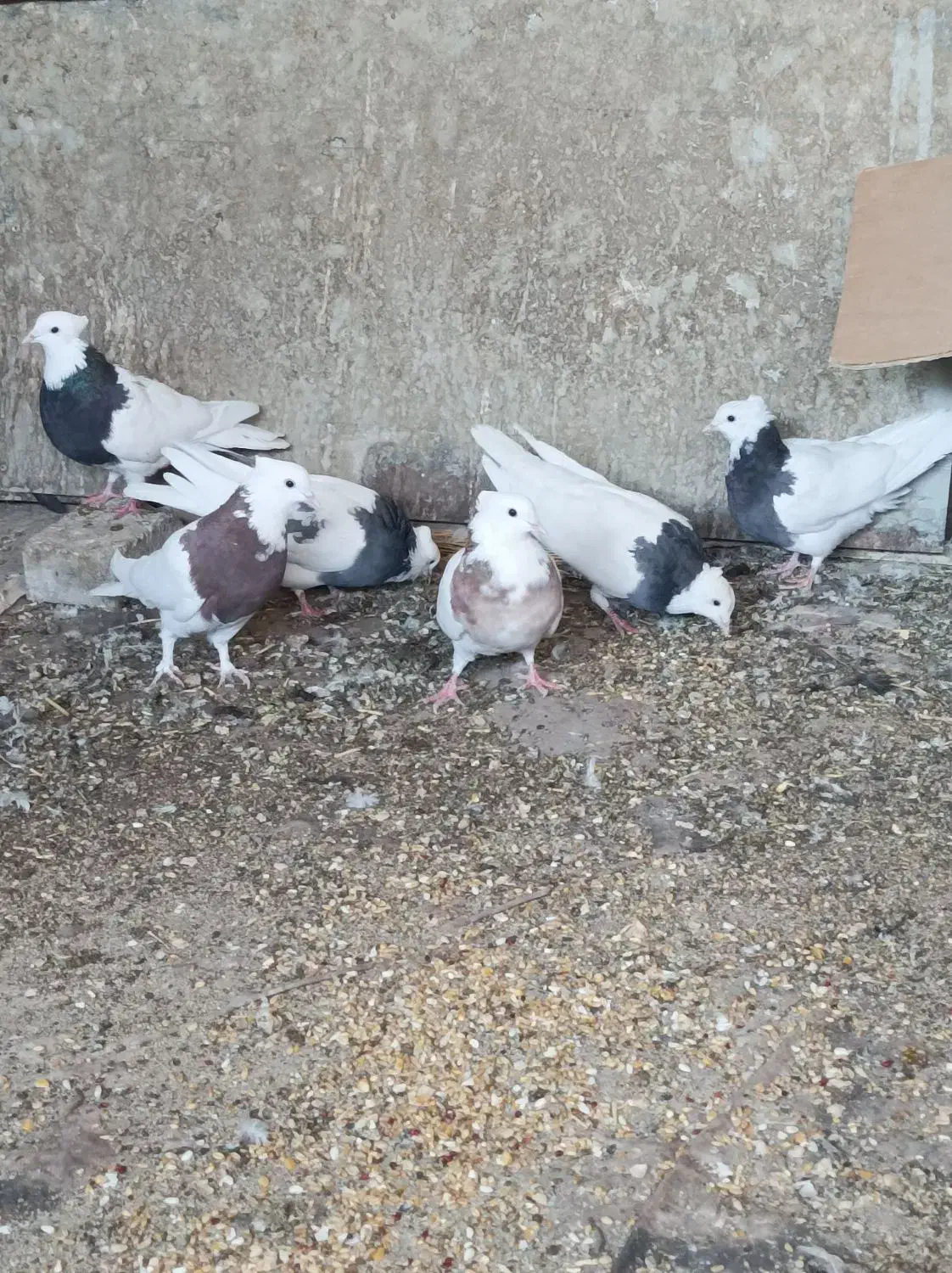 توقی طوقی کبوتر پرنده|پرنده|نجف‌آباد, قلعه سفید|دیوار