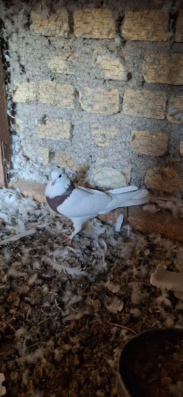 کبوتر طوقی و دوکت|پرنده|زارچ, |دیوار