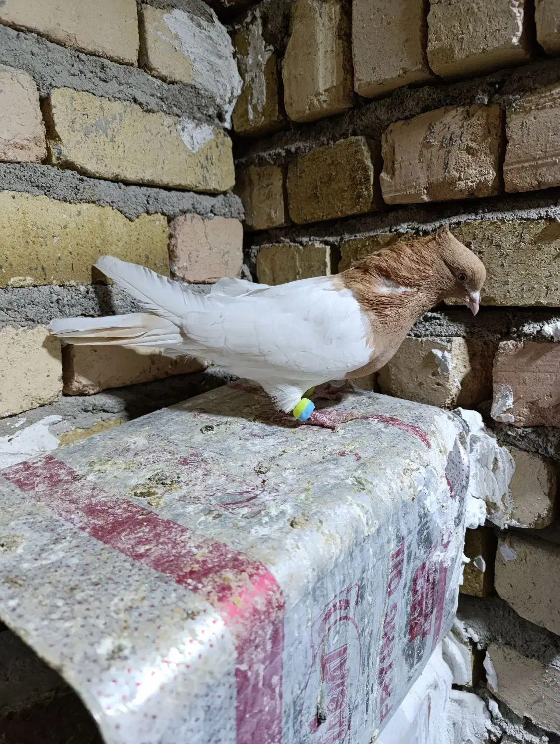 کبوتر پرنده|پرنده|بروجرد, |دیوار