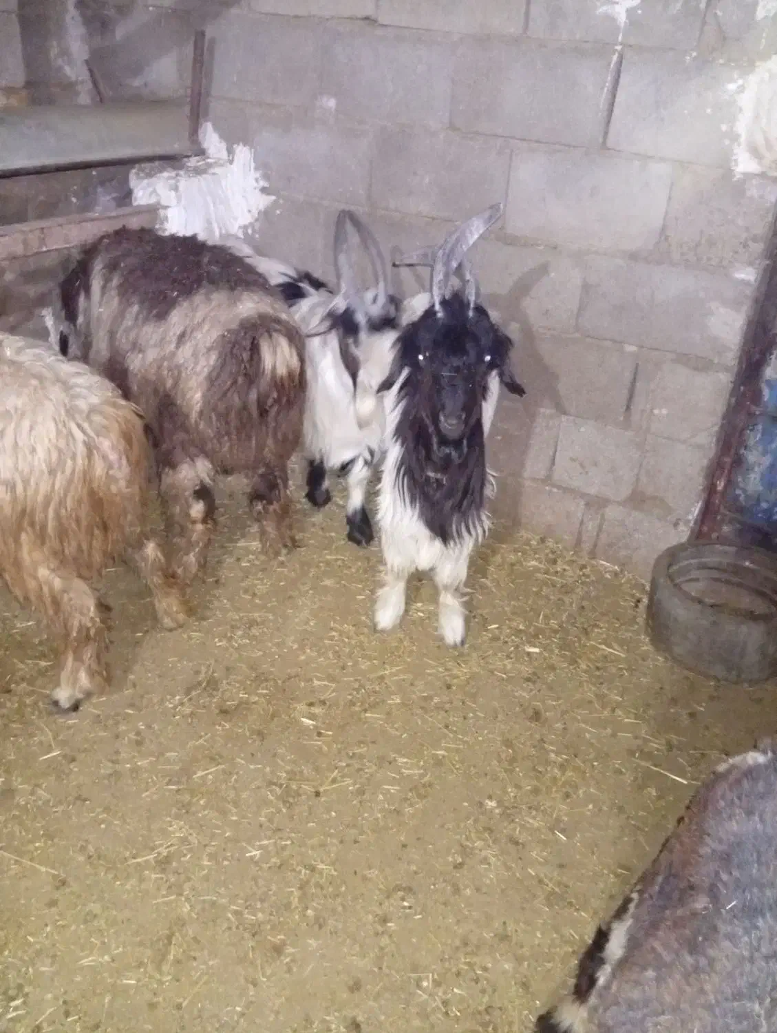 بیگ داشتی|حیوانات مزرعه|مسجد سلیمان, |دیوار