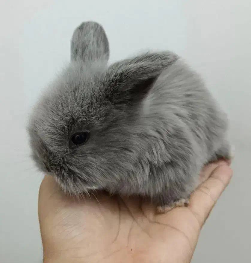 بچه خرگوش لوپ اندازه یک کف دست|موش و خرگوش|گناباد, |دیوار