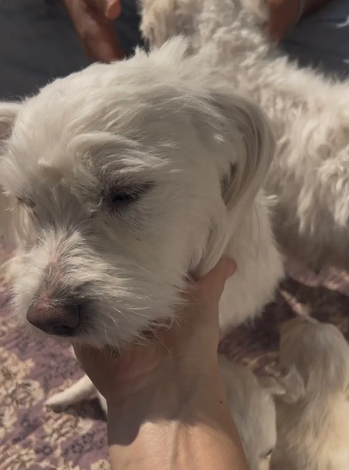 شینزو مالتیز|سگ|نجف‌آباد, یزدانشهر|دیوار