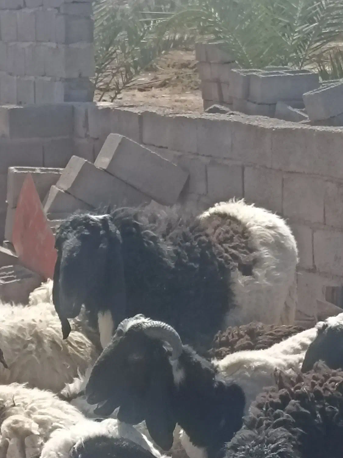 بره لتکی دم بزی|حیوانات مزرعه|بم, |دیوار