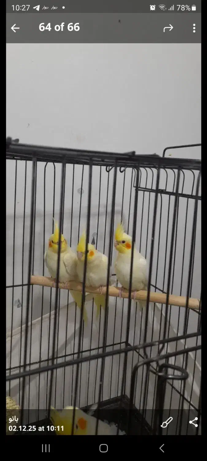 عروس هلندی لوتینو ۲ تا|پرنده|تهران, امام زاده عبدالله|دیوار