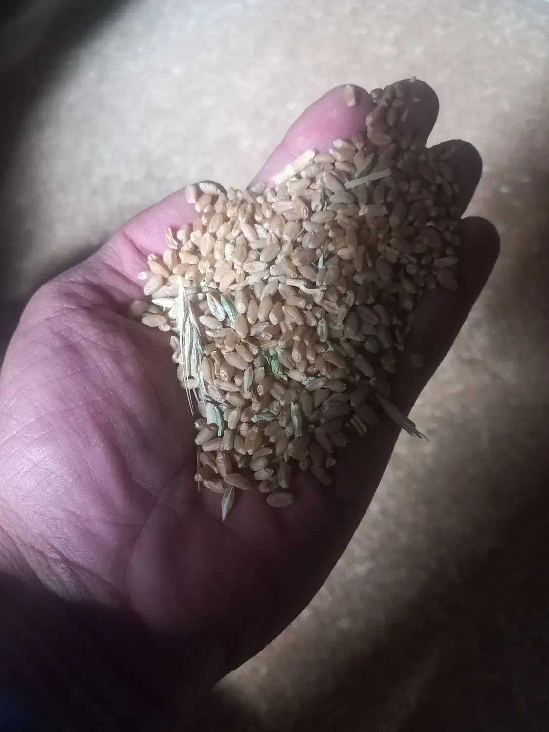 بذر گندم آبی|عمدهفروشی|سیلاخور, |دیوار